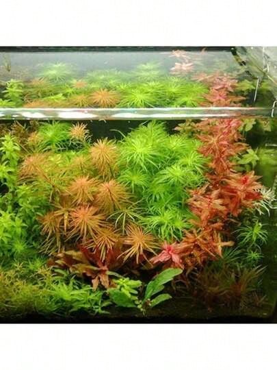 Rare Seeds 3000 Pieces Of Rare Aquatic Plant Seeds A - 100 hạt giống - Xem 1