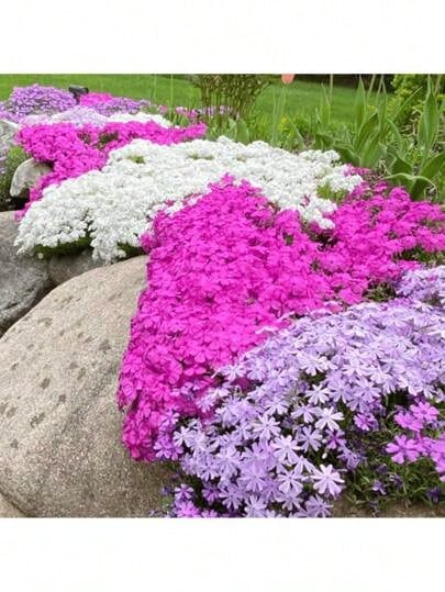 Rare Seeds 1000+ Phlox Seeds For Planting Mixed Color - Popstars Phlox Creeping Perennial Ground Cover - Annual Flower Seeds For Home And Garden - 100粒種子 - 查看 1