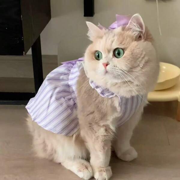 Unique Princess Style, Machine Washable, Breathable, Cute, Easy To Put On And Take Off, Classic And Versatile, Silver Gradient Teddy Blue Cat Gold, Cat Skirt, Pet Clothing, Cat Going Out Cat Skirt, Cat And Dog Overalls, Pet Photography Accessories, Suitable For Small To Extra Small Dogs All Seasons, Pet Party, Gift, Pet Holiday Gift, Photography, Outdoors.