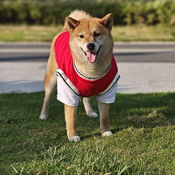 2-In-1 Breathable Mesh Pet T-Shirt, Basketball Jersey Style For Large Dogs, Elastic Fitted, Machine Washable Polyester T-Shirt, Outdoor & Indoor Wear (Mastiff, Golden Retriever, German Shepherd, Border Collie, Shiba Inu)