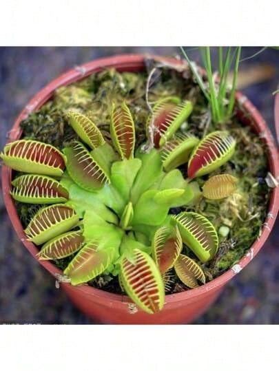 Ya Bistro Rare Seeds 174 Fast-Germinated Venus For Potted Plants For Rare Carnivorous Plant Seeds - 174 - 查看 1