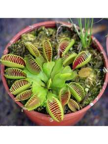 Ya Bistro Rare Seeds 174 Fast-Germinated Venus For Potted Plants For Rare Carnivorous Plant Seeds - 174 - 查看 4