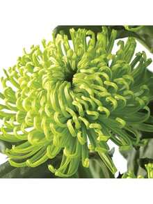 Reyrs Vitality Seeds 200 Green Spider Chrysanthemum Seeds, Ornamental Flowers, Garden Flowers, Desktop Bonsai, Strong Decorative Rare Seeds - 200 - 查看 3