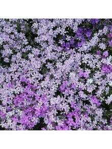 Rare Seeds 1000+ Phlox Seeds For Planting Mixed Color - Popstars Phlox Creeping Perennial Ground Cover - Annual Flower Seeds For Home And Garden - 100粒種子 - 查看 3