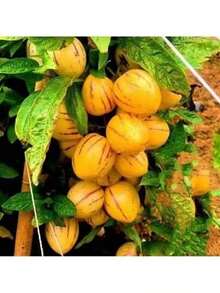 Ready To Plant Ginseng Fruit Seeds Four Seasons Planting Perennial Fruit Seed High-Yield Garden Balcony Potted Fruit Seed Seedlings Exquisite Gift Seeds - 110個 - 查看 1