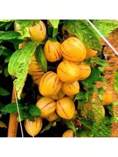 Ready To Plant Ginseng Fruit Seeds Four Seasons Planting Perennial Fruit Seed High-Yield Garden Balcony Potted Fruit Seed Seedlings Exquisite Gift Seeds - 110個 - 查看 1