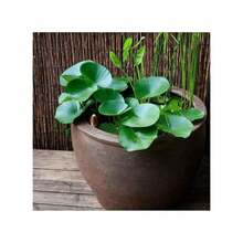 Sffgsgdfhd Heirloom Seeds Lotus Seed Bowl And 600 Lotus Seeds, Indoor And Outdoor, Pre-Seeded Mixed Color Lotus Pot, Water Lotus Seeds, Suitable For Home Decoration, Easy To Grow And Low Maintenance - 600 - Xem 6