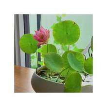 Sffgsgdfhd Heirloom Seeds Lotus Seed Bowl And 600 Lotus Seeds, Indoor And Outdoor, Pre-Seeded Mixed Color Lotus Pot, Water Lotus Seeds, Suitable For Home Decoration, Easy To Grow And Low Maintenance - 600 - Xem 4