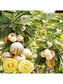 Ready To Plant Ginseng Fruit Seeds Four Seasons Planting Perennial Fruit Seed High-Yield Garden Balcony Potted Fruit Seed Seedlings Exquisite Gift Seeds - 110個 - 查看 5