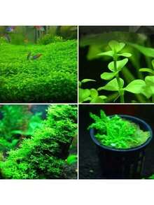 Rare Seeds 3000 Pieces Of Rare Aquatic Plant Seeds A - 100 hạt giống - Xem 5