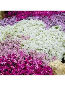 Rare Seeds 1000+ Phlox Seeds For Planting Mixed Color - Popstars Phlox Creeping Perennial Ground Cover - Annual Flower Seeds For Home And Garden - 100粒種子 - 查看 5