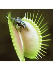Ya Bistro Rare Seeds 174 Fast-Germinated Venus For Potted Plants For Rare Carnivorous Plant Seeds - 174 - 查看 3