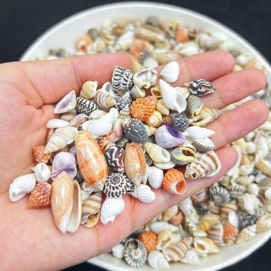 30PCS Color Mini Shell Conch Mixture, Suitable For DIY Handicraft, Scrapbook, Drift Bottle And Aquarium Decoration, Home Decoration, Random Color, Random Style Delivery - 30g - View 1