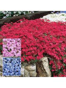 Rare Seeds 1000+ Phlox Seeds For Planting Mixed Color - Popstars Phlox Creeping Perennial Ground Cover - Annual Flower Seeds For Home And Garden - 100粒種子 - 查看 4
