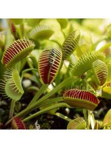 Ya Bistro Rare Seeds 174 Fast-Germinated Venus For Potted Plants For Rare Carnivorous Plant Seeds - 174 - 查看 6