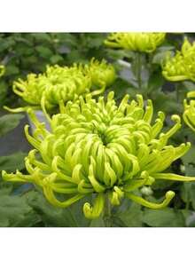 Reyrs Vitality Seeds 200 Green Spider Chrysanthemum Seeds, Ornamental Flowers, Garden Flowers, Desktop Bonsai, Strong Decorative Rare Seeds - 200 - 查看 4