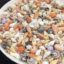 30PCS Color Mini Shell Conch Mixture, Suitable For DIY Handicraft, Scrapbook, Drift Bottle And Aquarium Decoration, Home Decoration, Random Color, Random Style Delivery - 30g - View 5
