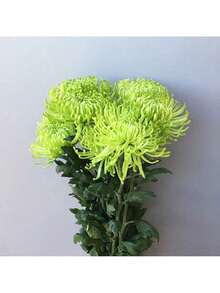Reyrs Vitality Seeds 200 Green Spider Chrysanthemum Seeds, Ornamental Flowers, Garden Flowers, Desktop Bonsai, Strong Decorative Rare Seeds - 200 - 查看 5