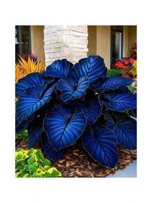 100 Pcs Rare C.Ala.Dium. H.O.Sta Flower Seeds Bonsai Tree Seeds Of Plants Perennial Flowers Indoor Grow Plant Planting Garden Exquisite Gift Seeds - Nhiều màu - Xem 1