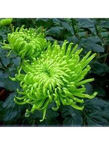 Reyrs Vitality Seeds 200 Green Spider Chrysanthemum Seeds, Ornamental Flowers, Garden Flowers, Desktop Bonsai, Strong Decorative Rare Seeds - 200 - 查看 6