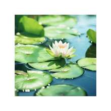Sffgsgdfhd Heirloom Seeds Lotus Seed Bowl And 600 Lotus Seeds, Indoor And Outdoor, Pre-Seeded Mixed Color Lotus Pot, Water Lotus Seeds, Suitable For Home Decoration, Easy To Grow And Low Maintenance - 600 - Xem 3