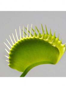 Ya Bistro Rare Seeds 174 Fast-Germinated Venus For Potted Plants For Rare Carnivorous Plant Seeds - 174 - 查看 5