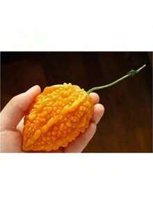 Exquisite Gift Seeds With Free Delivery Planting-Perennial 5 Momordica Charantia Seeds Bitter Melon Seeds DW90002 - Biến thể 1 - Xem 8