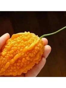 Exquisite Gift Seeds With Free Delivery Planting-Perennial 5 Momordica Charantia Seeds Bitter Melon Seeds DW90002 - Biến thể 1 - Xem 3