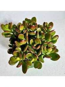 Exquisite Gift Seeds With Free Delivery Recommend Succulent Seed Jade Crosby Baby Jade Home Decor Live Plant Perfect For Outdoor Or Indoor Spaces - 0.75 - Xem 1