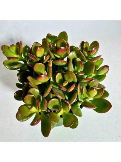 Exquisite Gift Seeds With Free Delivery Recommend Succulent Seed Jade Crosby Baby Jade Home Decor Live Plant Perfect For Outdoor Or Indoor Spaces - 0.75 - Xem 1