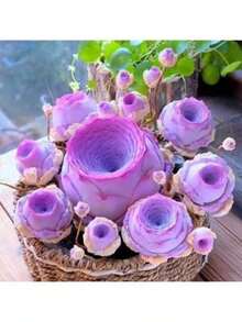 Exquisite Gift Seeds With Free Delivery Free Shipping  Succulent Seeds  200pcs Mountain Rose Seed Fleshy Peach Rose Succulent Plant For Indoor Potting Desktop Decor - 200件 - 查看 1