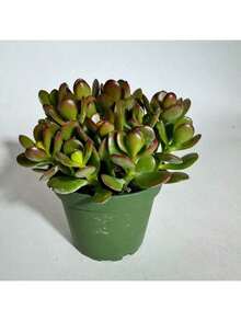 Exquisite Gift Seeds With Free Delivery Recommend Succulent Seed Jade Crosby Baby Jade Home Decor Live Plant Perfect For Outdoor Or Indoor Spaces - 0.75 - Xem 3