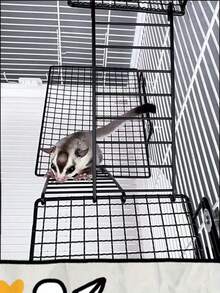 Set de 3 piezas Plataforma de descanso para hámster de dos capas con escalera de acero inoxidable, plataforma colgante de juego y de pie para hámster, estructura de escalada y alimentación multifuncional para roedores, área de juego, entrenamiento y ejercicio para roedores, plataforma para jaula de hámster pequeña, casa de juegos para mascotas pequeñas, múltiples modelos de material de acero inoxidable, adecuado para hámsters, ardillas voladoras, todos los roedores y aves de jaulas para mascotas pequeñas