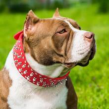 Adjustable Wide Spiked Dog Collar, Mushroom Rivet PU Leather Cat Dog Collars, Durable Spike Studded Pet Collar For Small Medium Large Breed, Pitbull Mastiff Bulldog Pugs Husky Rottweiler, Red,11273571 - 紅色 - 查看 8