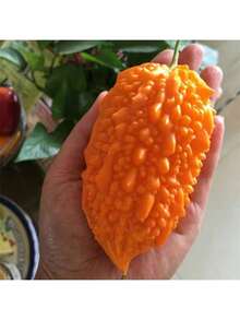 Exquisite Gift Seeds With Free Delivery Planting-Perennial 5 Momordica Charantia Seeds Bitter Melon Seeds DW90002 - Biến thể 1 - Xem 7