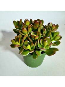 Exquisite Gift Seeds With Free Delivery Recommend Succulent Seed Jade Crosby Baby Jade Home Decor Live Plant Perfect For Outdoor Or Indoor Spaces - 0.75 - Xem 4