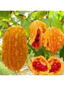 Exquisite Gift Seeds With Free Delivery Planting-Perennial 5 Momordica Charantia Seeds Bitter Melon Seeds DW90002 - Biến thể 1 - Xem 1