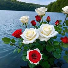 100 Rose Seeds Four-Part Flower Seeds Easy-To-Care Ornamental Plants For Garden Balcony And Terrace With Long-Lasting Beautiful Flowers - 100個 - 查看 3