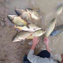 Sticky Net Grey Finland Net Single Layer Fishing Net High Strength Monofilament Floating Net Fishing Gear Suitable For Shallow Water Rivers Ponds Lakes