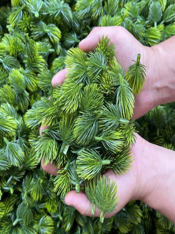 50pcs/100pcs Artificial Pine Branches - Plastic Green Leaves Sprigs For DIY Wreaths And Home Garden Decor - Multifunctional Fake Pine Twigs Selection, Suitable For Christmas And Various Festival Crafts - Perfect For Christmas Artificial Flowers