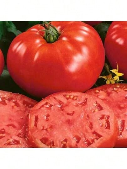Red Beefsteak Tomato - 15 Seeds  Easy To Grow 
Drought Resistant - 紅色 - 查看 1