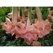 1000 Semillas de Rosa Evelyn Engelstrompetten Semillas de Flores Brugmansia Datura - 1000 piezas - Ver 3