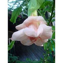 Regalo de Semillas 3000 Piezas Semillas de Trompeta de Ángel Rosa Bebé Doble Semillas de Flores Brugmansia Datura Semillas de Floración Jardín Mariposa Colibrí Distribuidor de EE. UU. - 3000 piezas - Ver 2