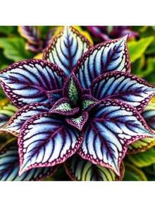 Sdgsdgbds Rare Seeds Goodseed 200 Perennial Flower Seeds Planted Caladium Hostas Seeds Bonsai Seeds Indoor Plant Growth Plants Garden Flowers Home Trees - 200 chiếc - Xem 4