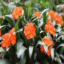 200 piezas de semillas de clivia naranja - 200 uds. - Ver 2