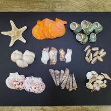 Ok. 100 szt./opakowanie muszli morskich w różnych kolorach – do samodzielnego wyrobu biżuterii, dekoracji akwarium, łazienki, świec na imprezę, dekoracji ślubnych, projektów rękodzielniczych