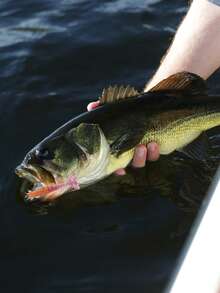 Goture 2pcs Submerged Iron Armored Shrimp Bionic Soft Shrimp Box Set Roady Soft Bait Freshwater Sea Fishing Bait