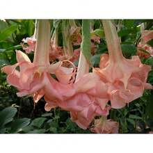 1000 Semillas de Rosa Evelyn Engelstrompetten Semillas de Flores Brugmansia Datura - 1000 piezas - Ver 1