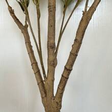 1pc 120-180cm Artificial Olive Tree Natural Trunk Silk Fake Leaves Without Pot Morden Indoor Outdoor Decor Realistic Faux Plant Tree For Home Office Garden Room Decoration Gifts Birthday Graduation