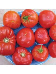 Red Beefsteak Tomato - 15 Seeds  Easy To Grow 
Drought Resistant - 紅色 - 查看 3